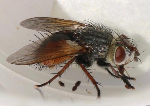 Tachina sp.